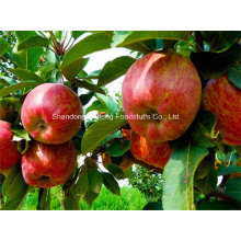 Fresh Red Star Apple for Exporting